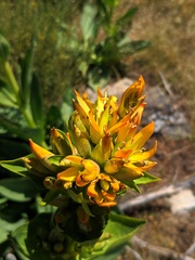 Gentiana lutea
