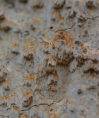 Corticiales
