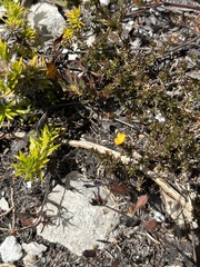 Aspalathus crassisepala