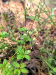 Galium rotundifolium