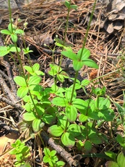Galium rotundifolium