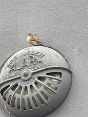 Passer domesticus