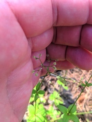 Galium rotundifolium