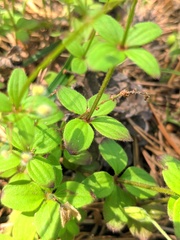 Galium rotundifolium