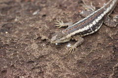 Microlophus bivittatus