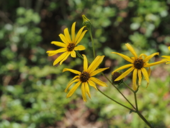 Helianthus atrorubens