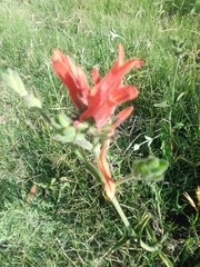 Dicliptera squarrosa