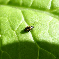 Phyllotreta striolata