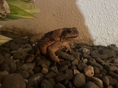 Rhinella marina