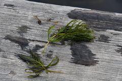 Ceratophyllum demersum