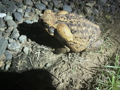 Rhinella marina