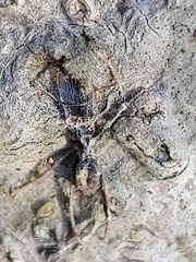 Ophiocordyceps unilateralis
