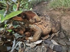 Rhinella marina