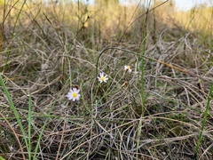 Chaetopappa asteroides