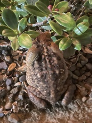 Rhinella marina