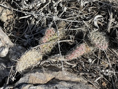 Opuntia polyacantha
