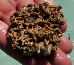 Petaloconchus varians