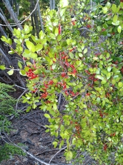 Peraxilla tetrapetala