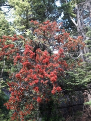 Peraxilla tetrapetala