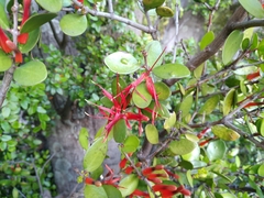 Peraxilla tetrapetala