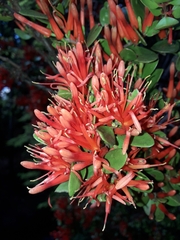 Peraxilla tetrapetala