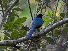 Cyanocorax melanocyaneus