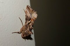 Autographa gamma