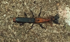 Brentinae