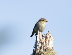 Phylloscopus schwarzi