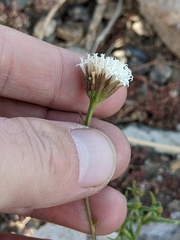 Chaenactis carphoclinia