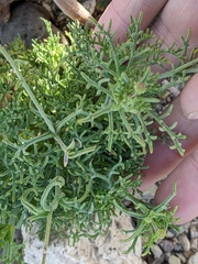 Chaenactis carphoclinia