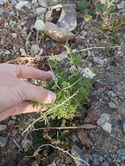 Chaenactis carphoclinia