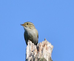 Phylloscopus schwarzi
