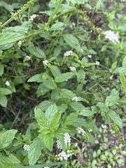 Heliotropium angiospermum
