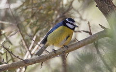 Cyanistes teneriffae
