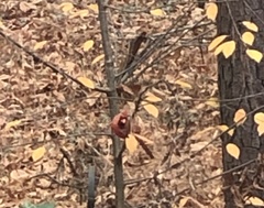 Cardinalis cardinalis