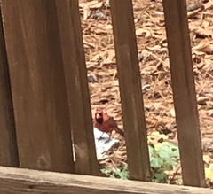 Cardinalis cardinalis