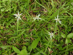 Rhynchospora colorata