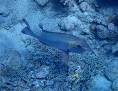 Monotaxis grandoculis