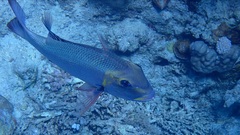 Monotaxis grandoculis