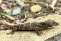 Xenosaurus platyceps
