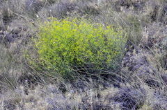 Bupleurum fruticescens