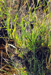 Bupleurum fruticescens