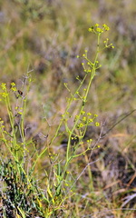 Bupleurum fruticescens