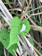 Ptychamalia perlata