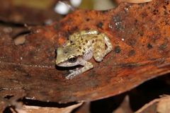 Eleutherodactylus longipes