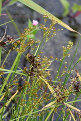 Juncus papillosus