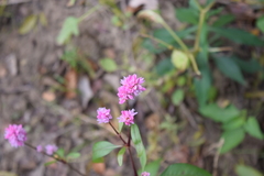 Persicaria bicornis