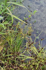Juncus papillosus