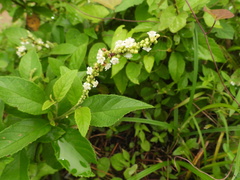 Varronia curassavica